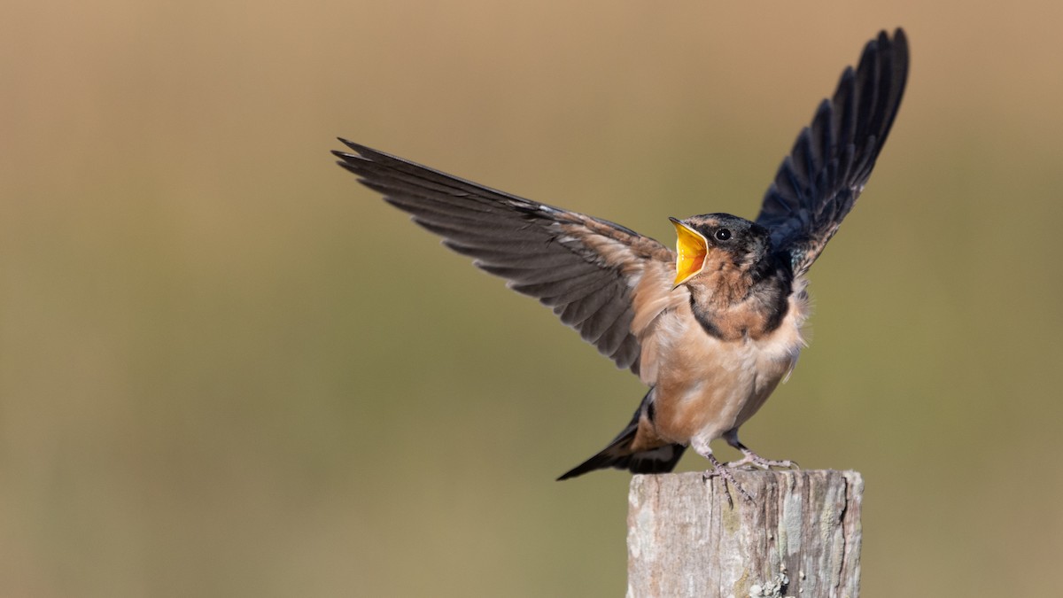 Barn Swallow - Jorge Chamorro