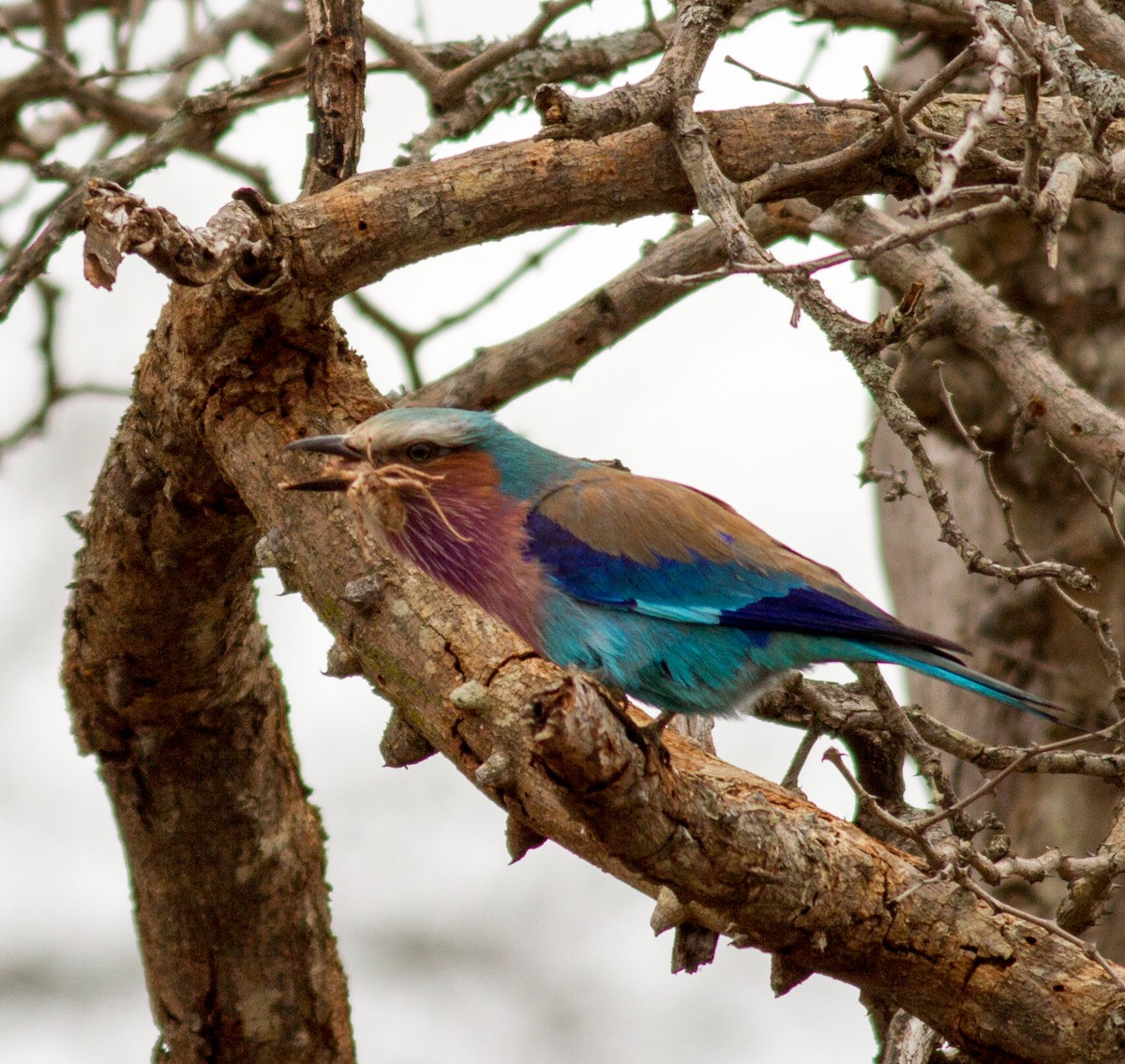 Lilac-breasted Roller - ML510900391