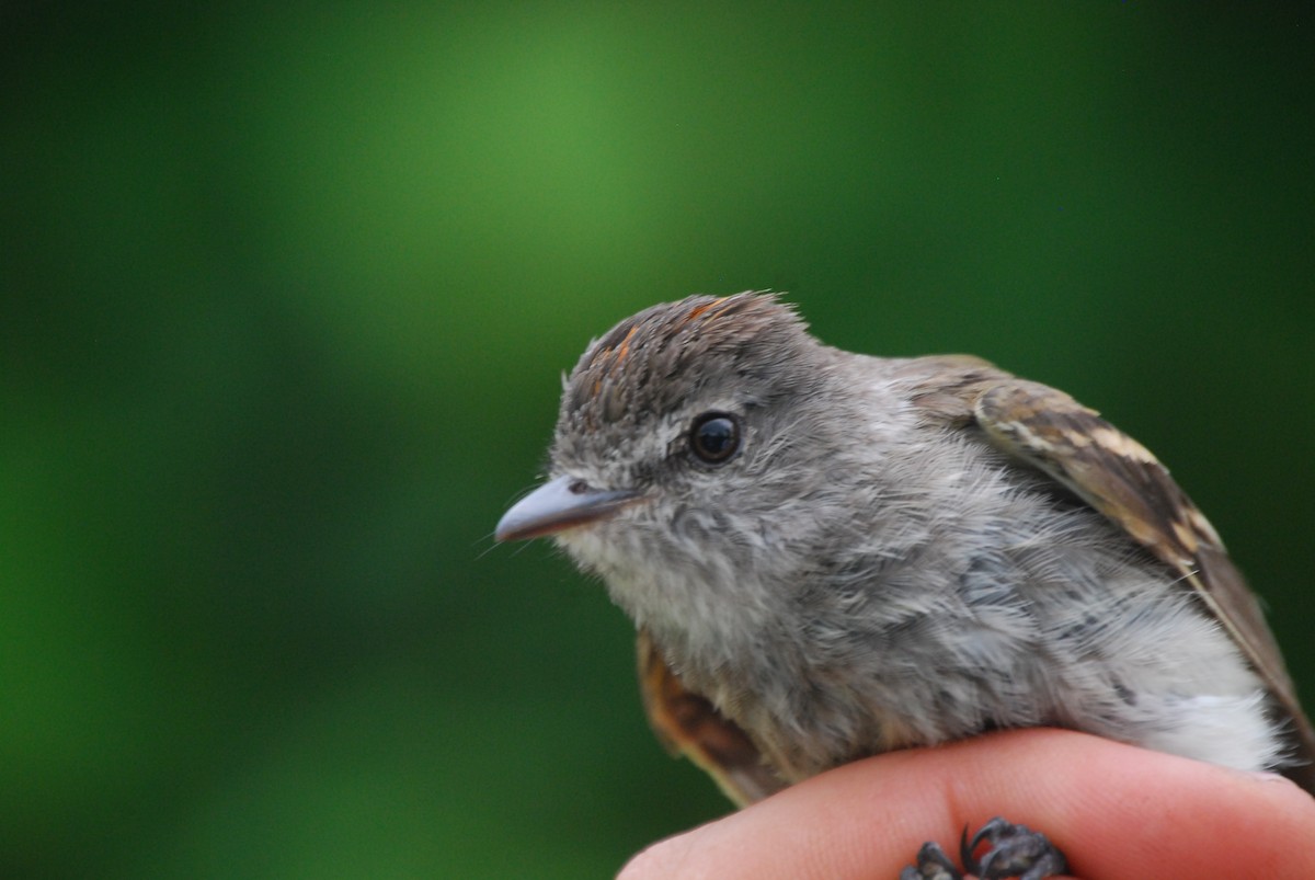 Bran-colored Flycatcher - ML510901581