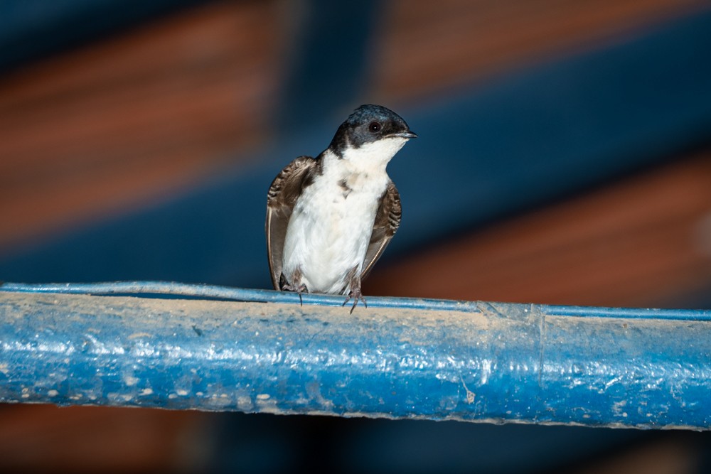 Blue-and-white Swallow - Vitor Rolf Laubé