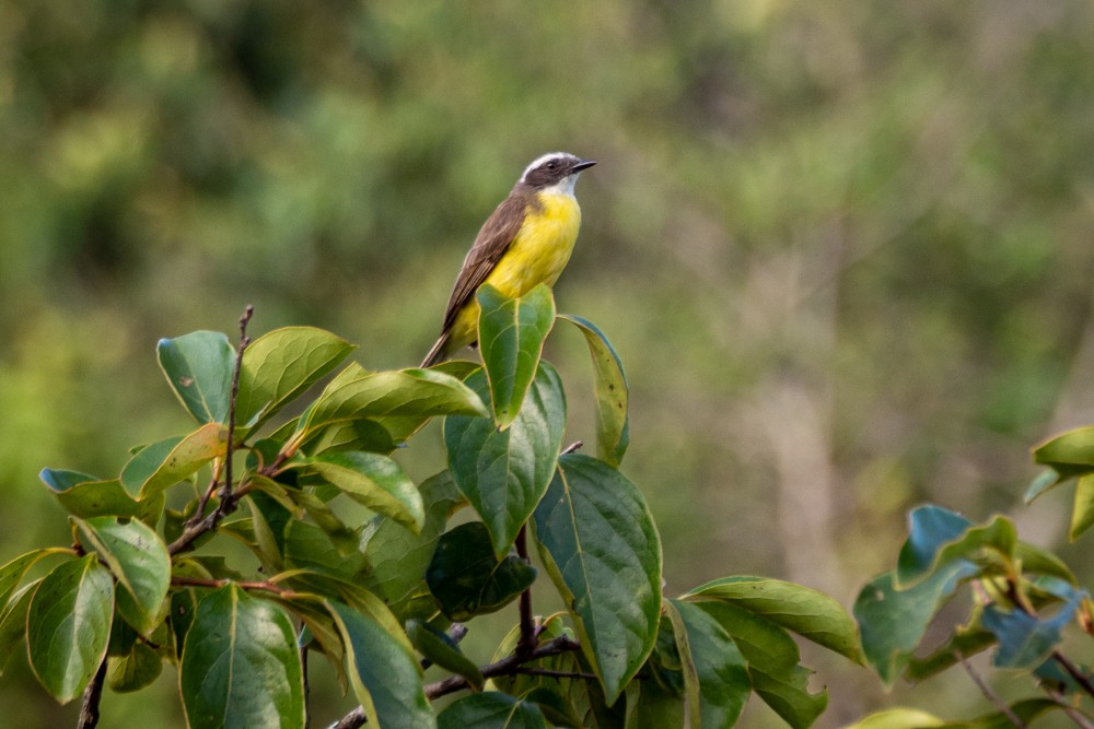 Social Flycatcher - ML510902421