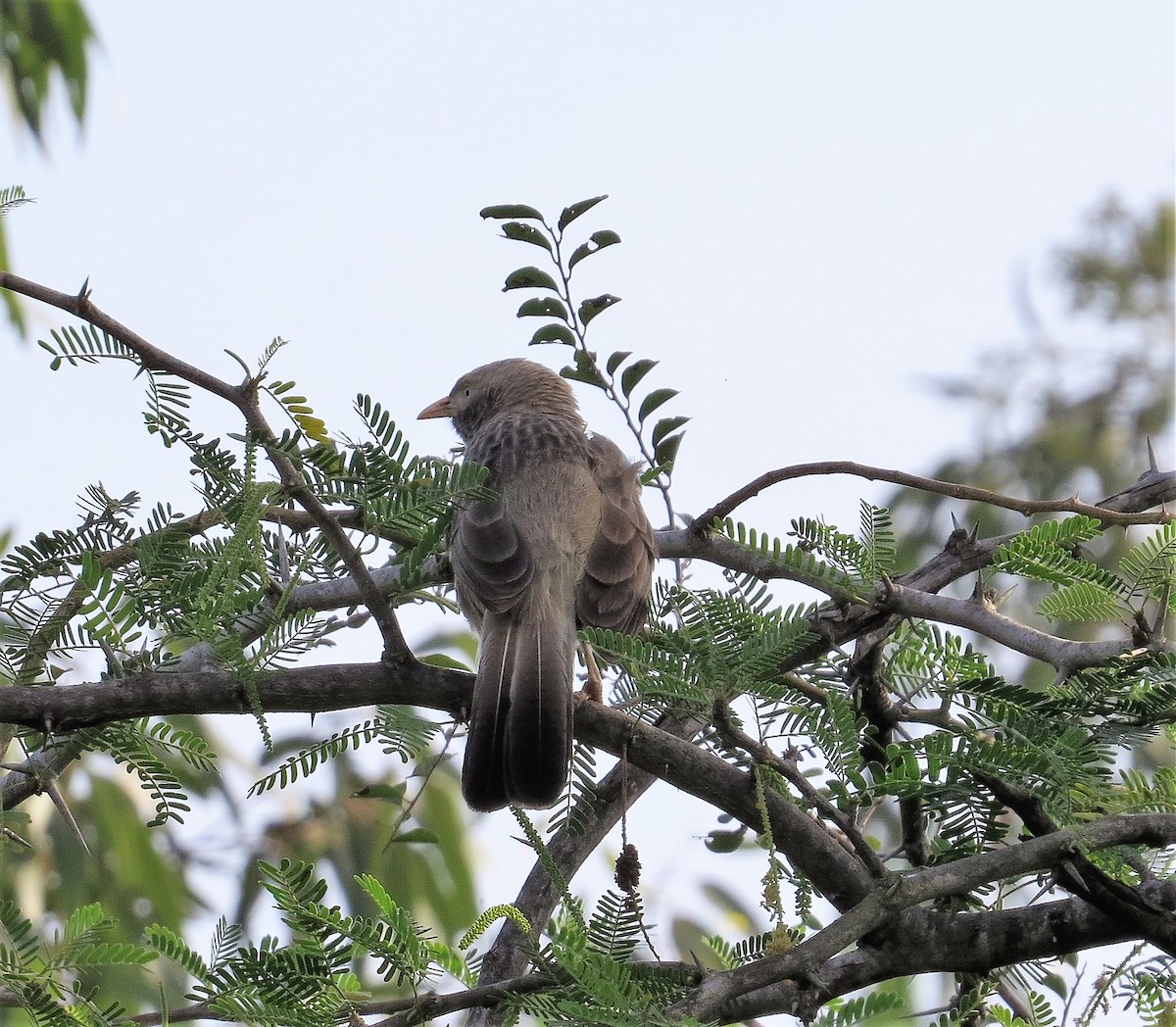 Yellow-billed Babbler - ML510902621