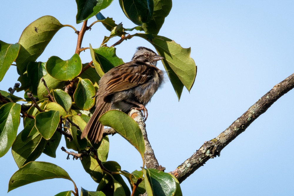 Rufous-collared Sparrow - Vitor Rolf Laubé