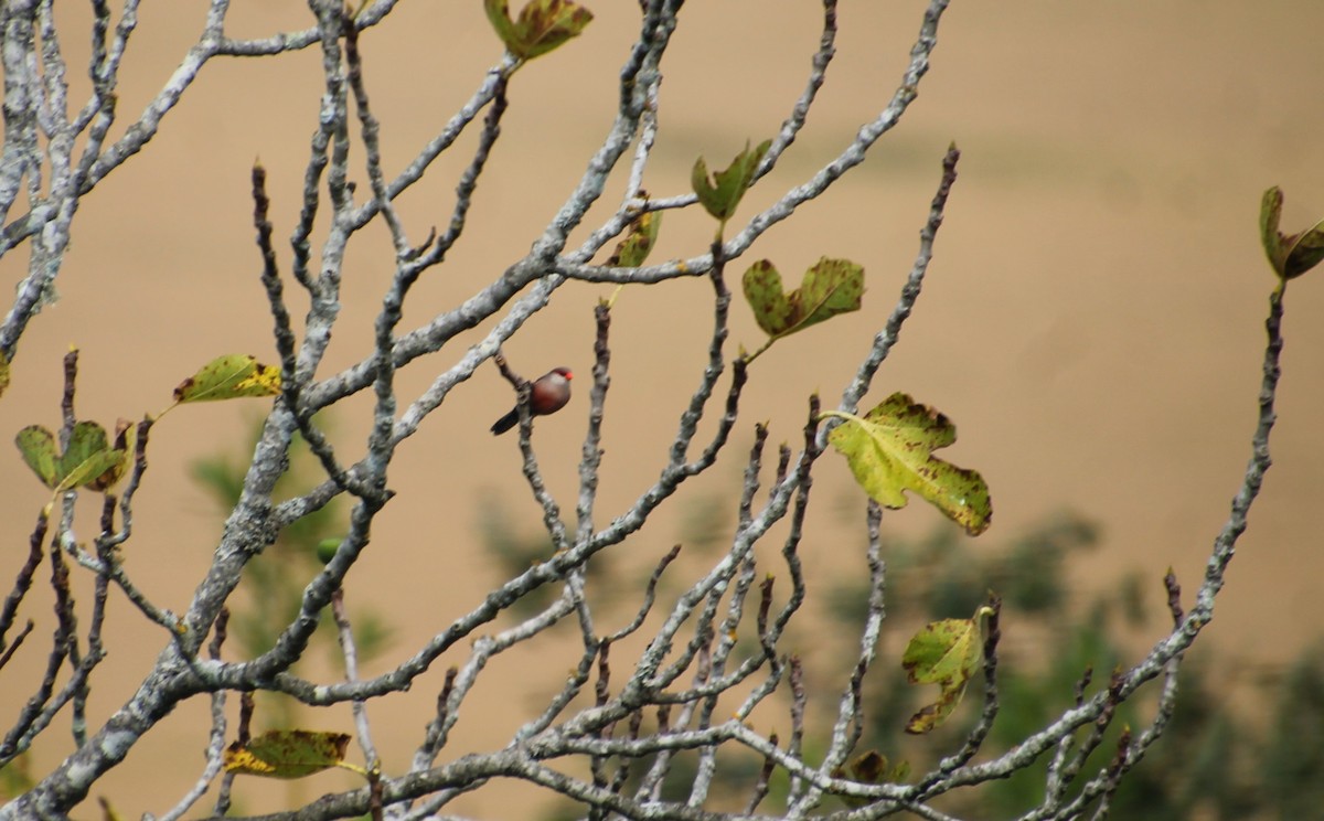 Common Waxbill - ML510904841