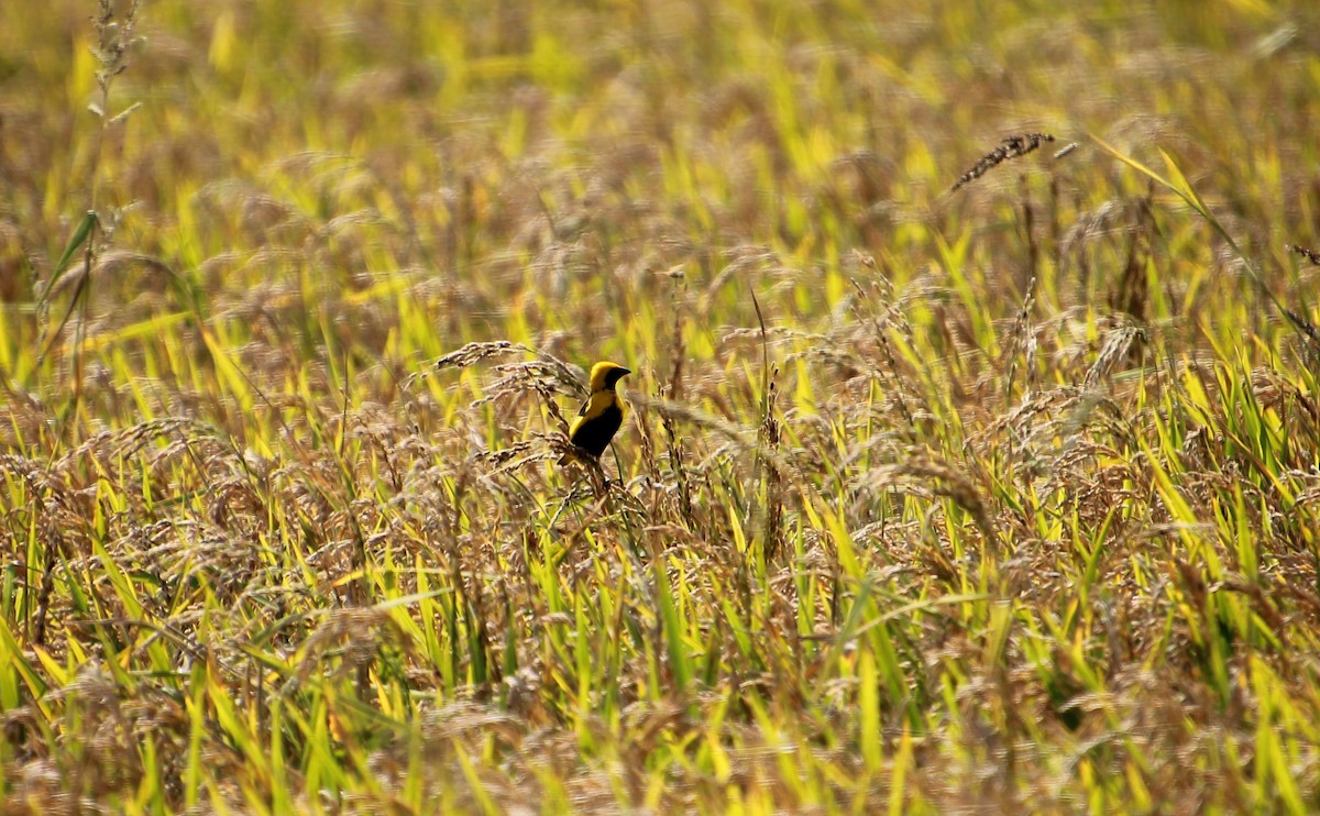 Yellow-crowned Bishop - Stanislas Sibille