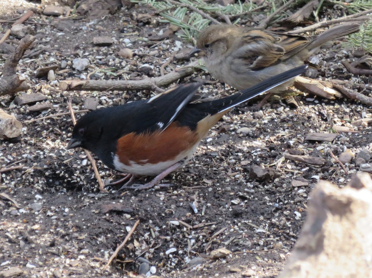 Eastern Towhee - Kevin Topping