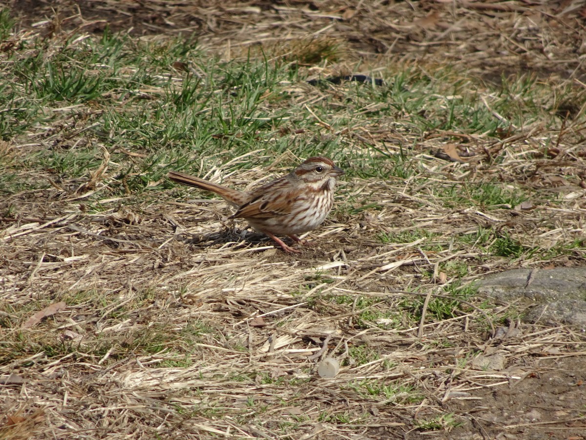 Song Sparrow - ML51090621