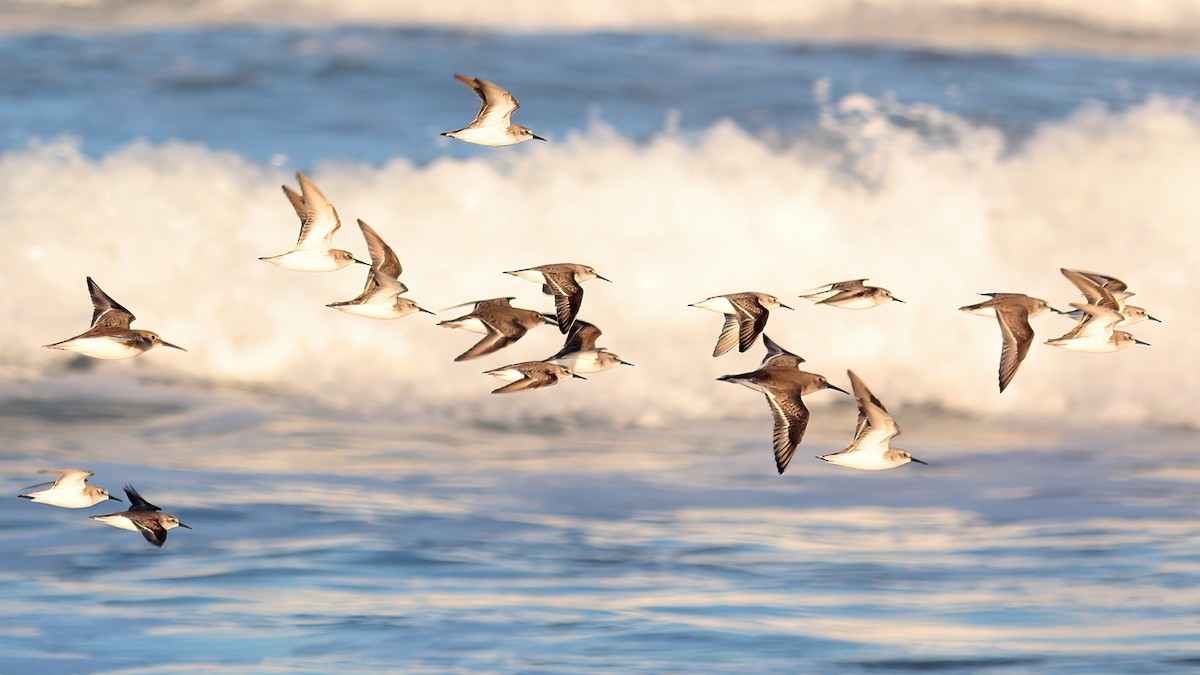 Dunlin - ML510909431