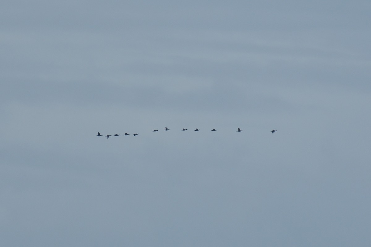 Common Scoter - ML510910161