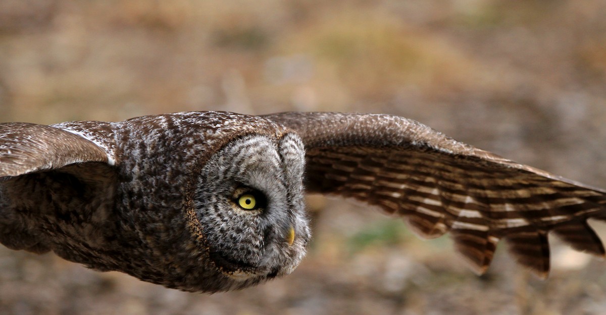 Great Gray Owl (American) - ML51091181