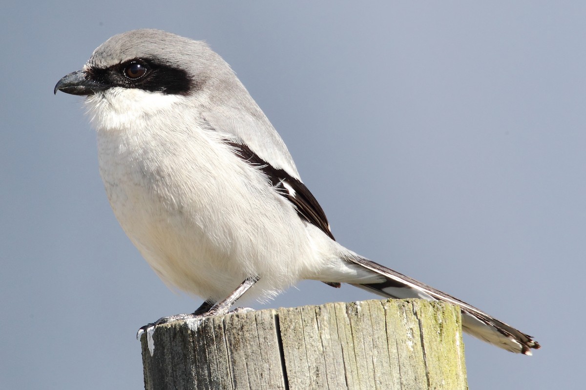 Loggerhead Shrike - ML51091191