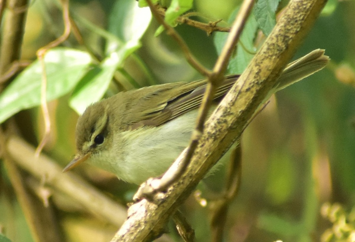 Greenish Warbler - Akhil S