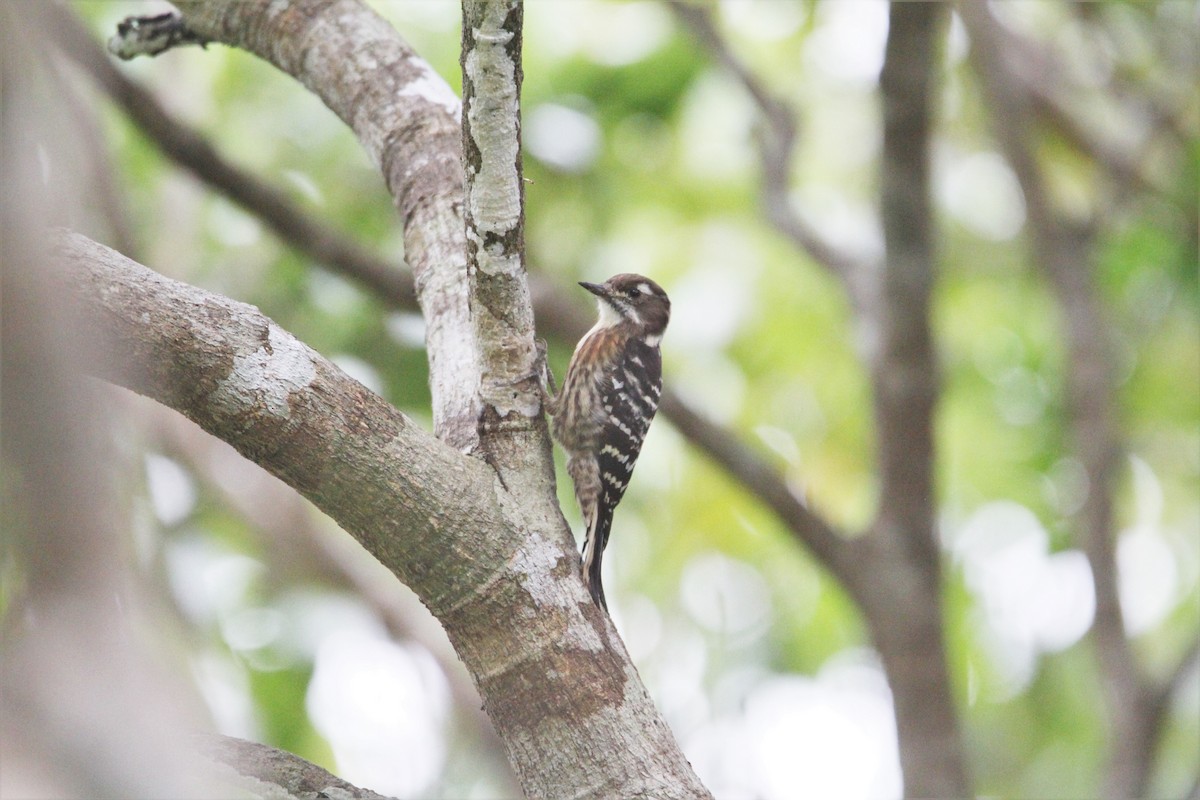 Japanese Pygmy Woodpecker - ML510917751