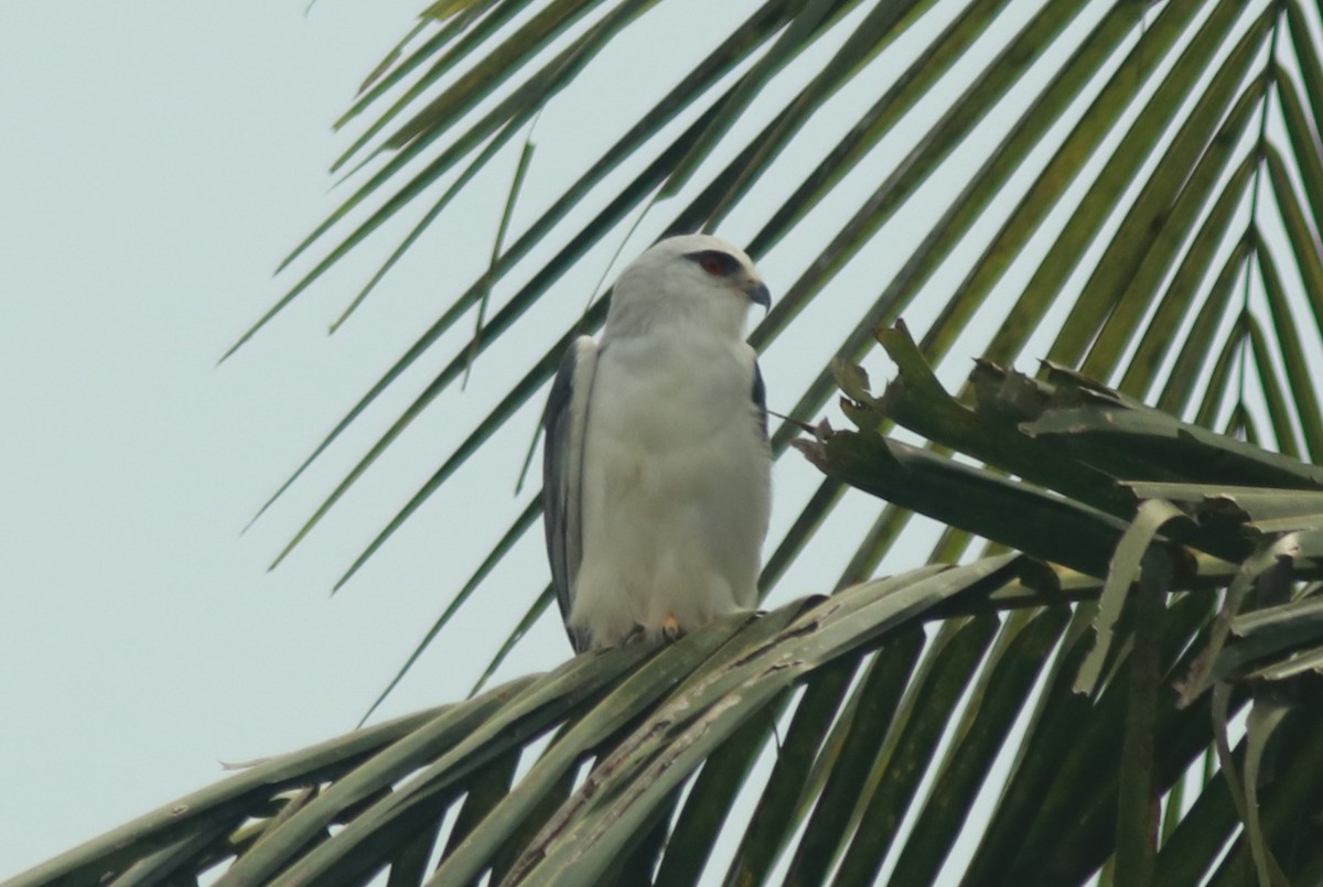 Black-winged Kite - ML510918121