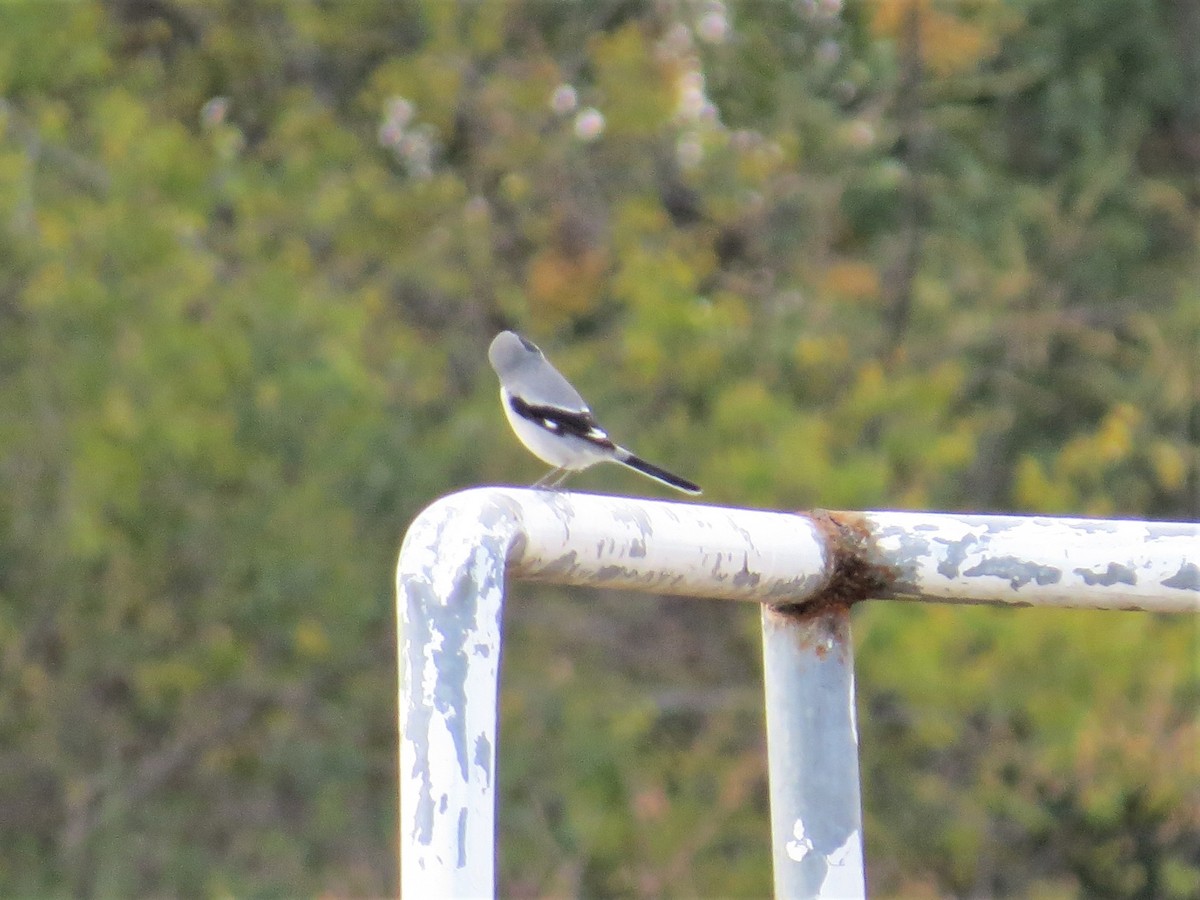 Loggerhead Shrike - ML510918231