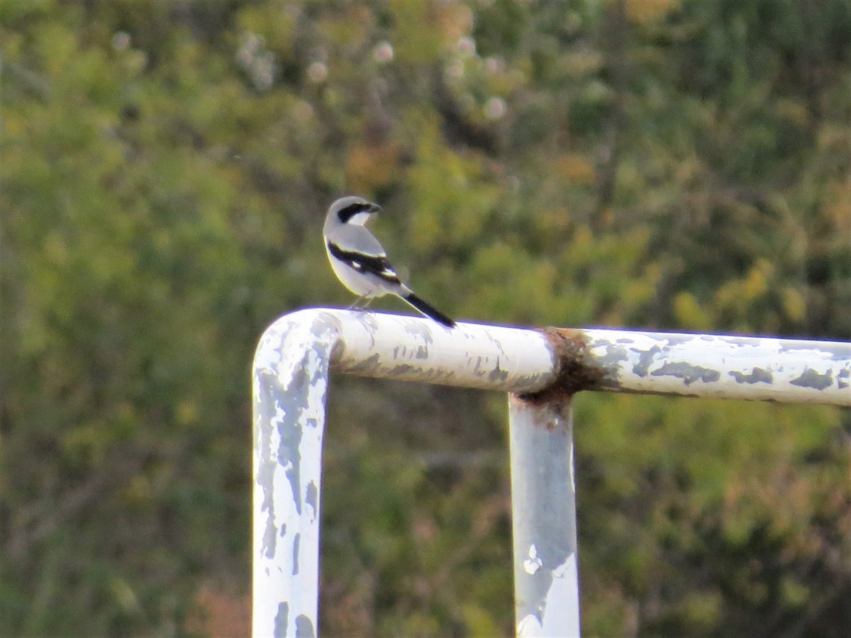 Loggerhead Shrike - ML510918241