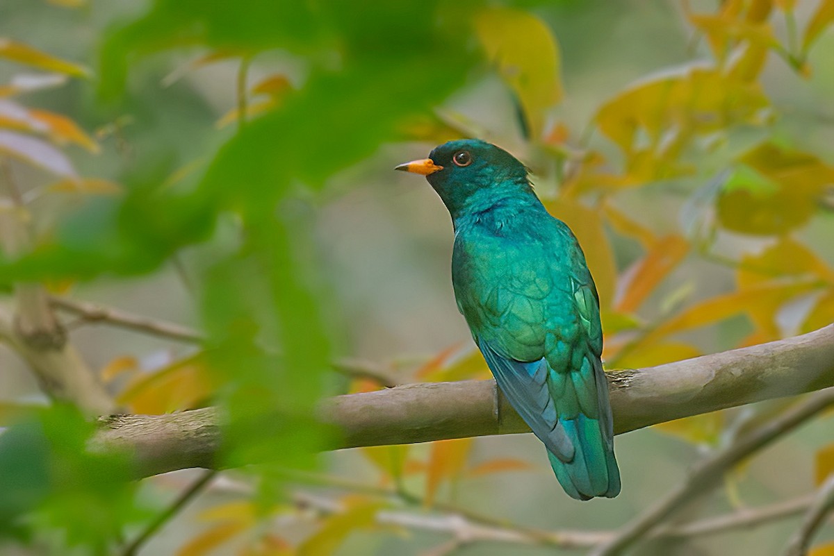 Asian Emerald Cuckoo - Rajkumar Das