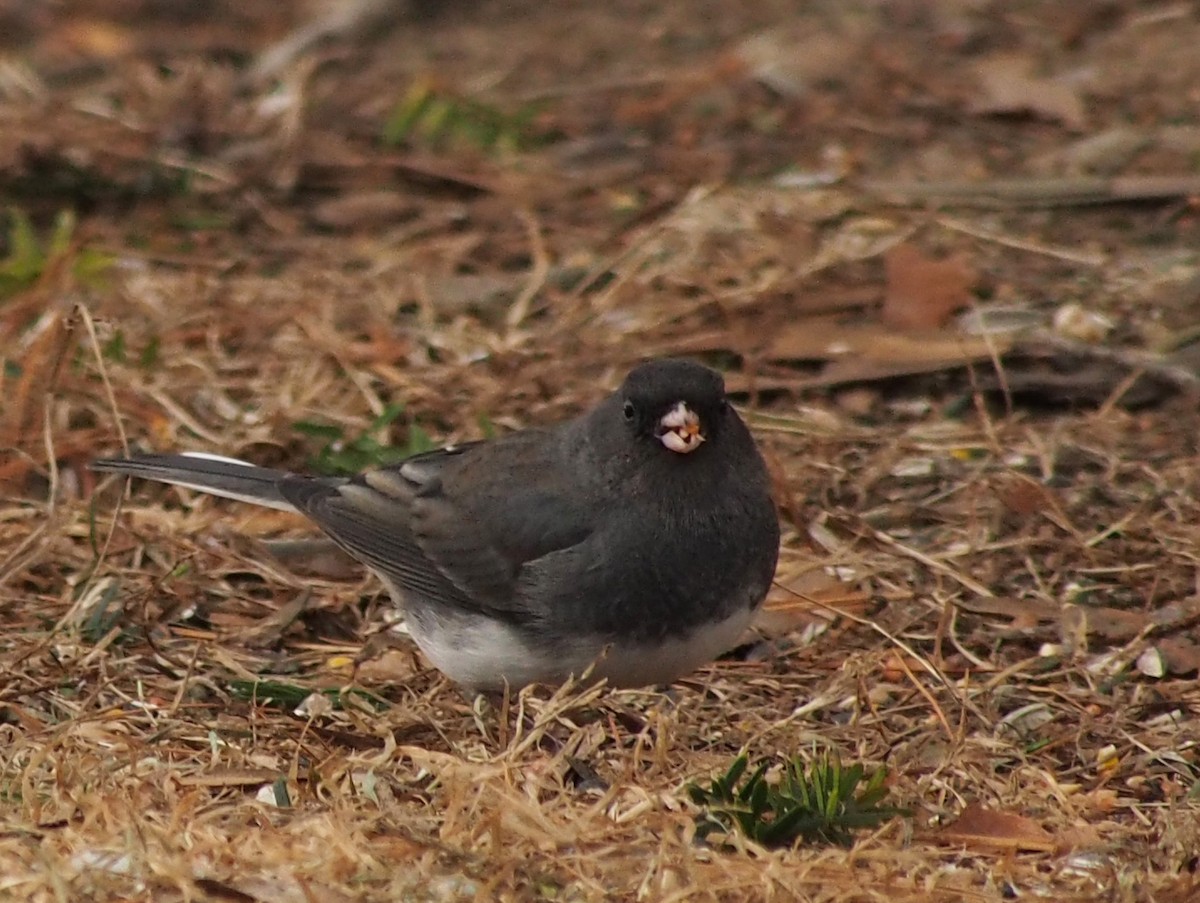 Dark-eyed Junco - ML510919021