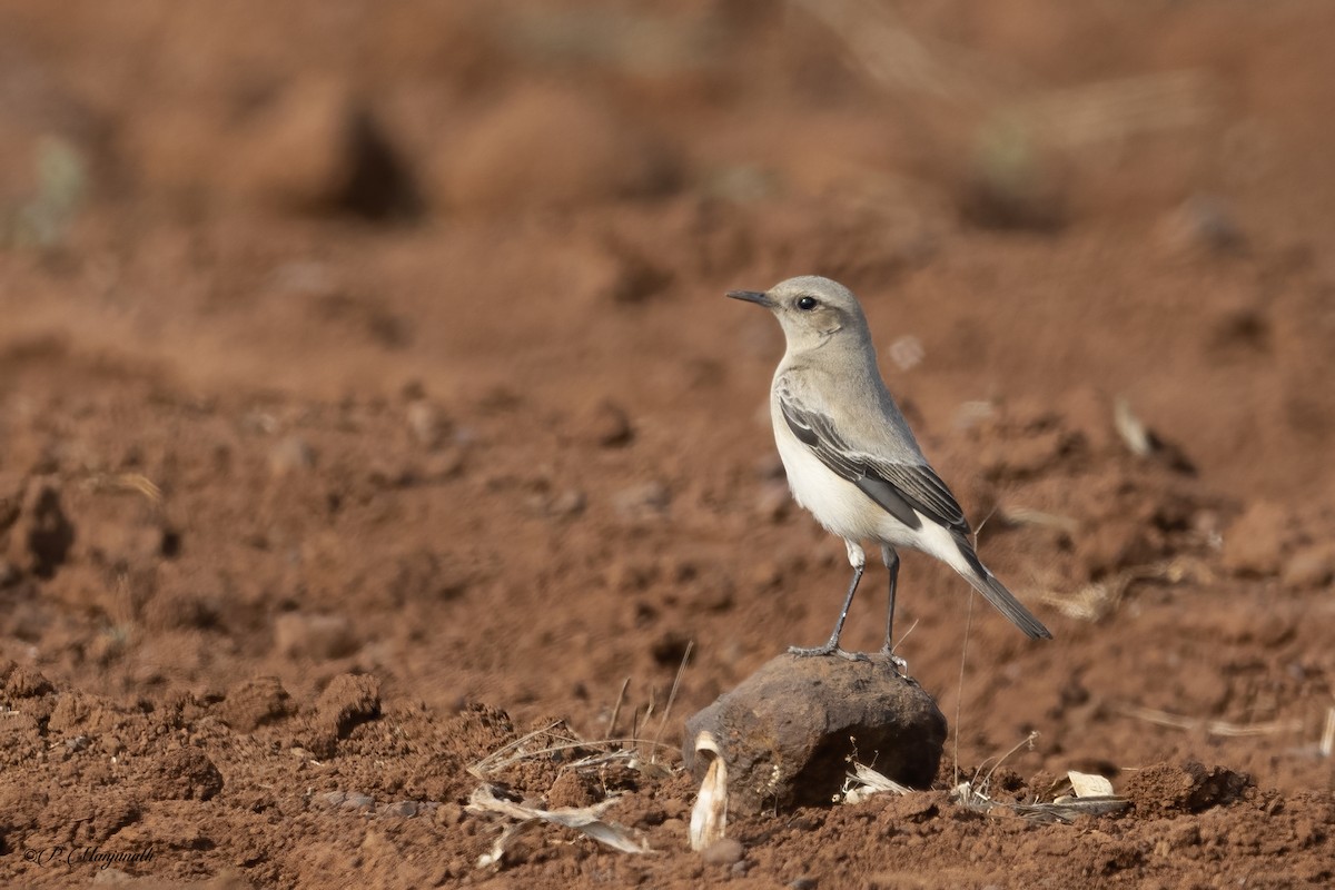 Цөлийн чогчиго - ML510919161