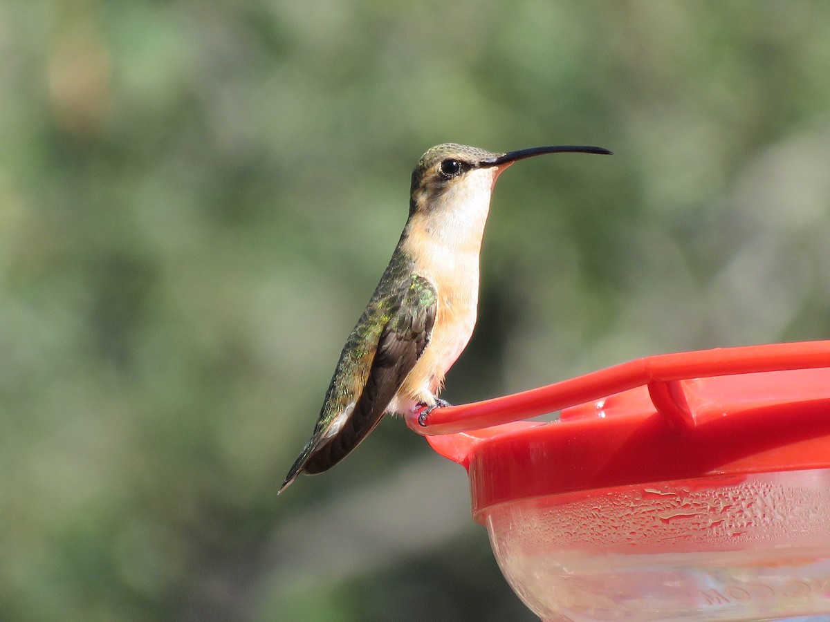 Lucifer Hummingbird - ML510919931