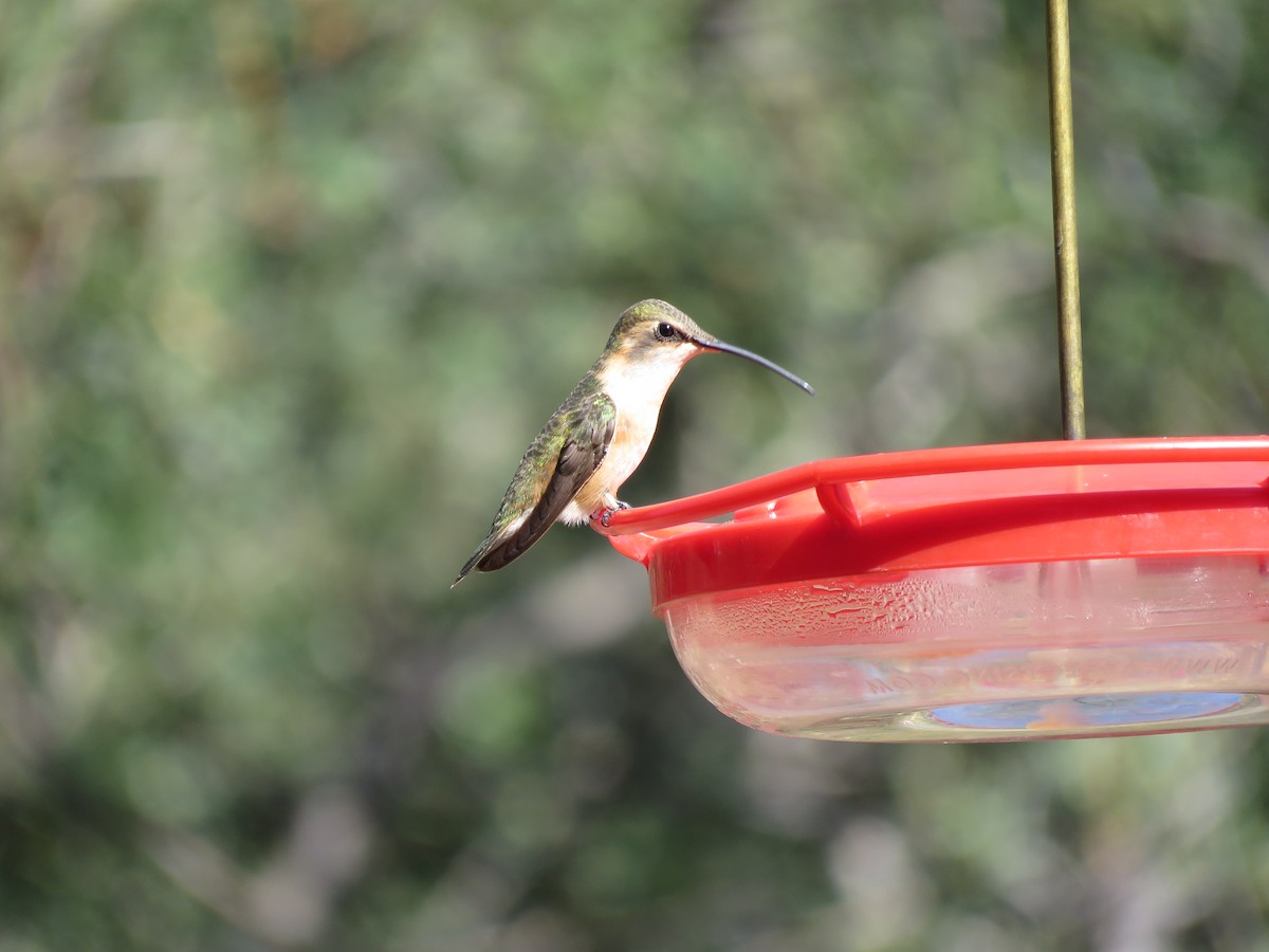 Lucifer Hummingbird - ML510919941