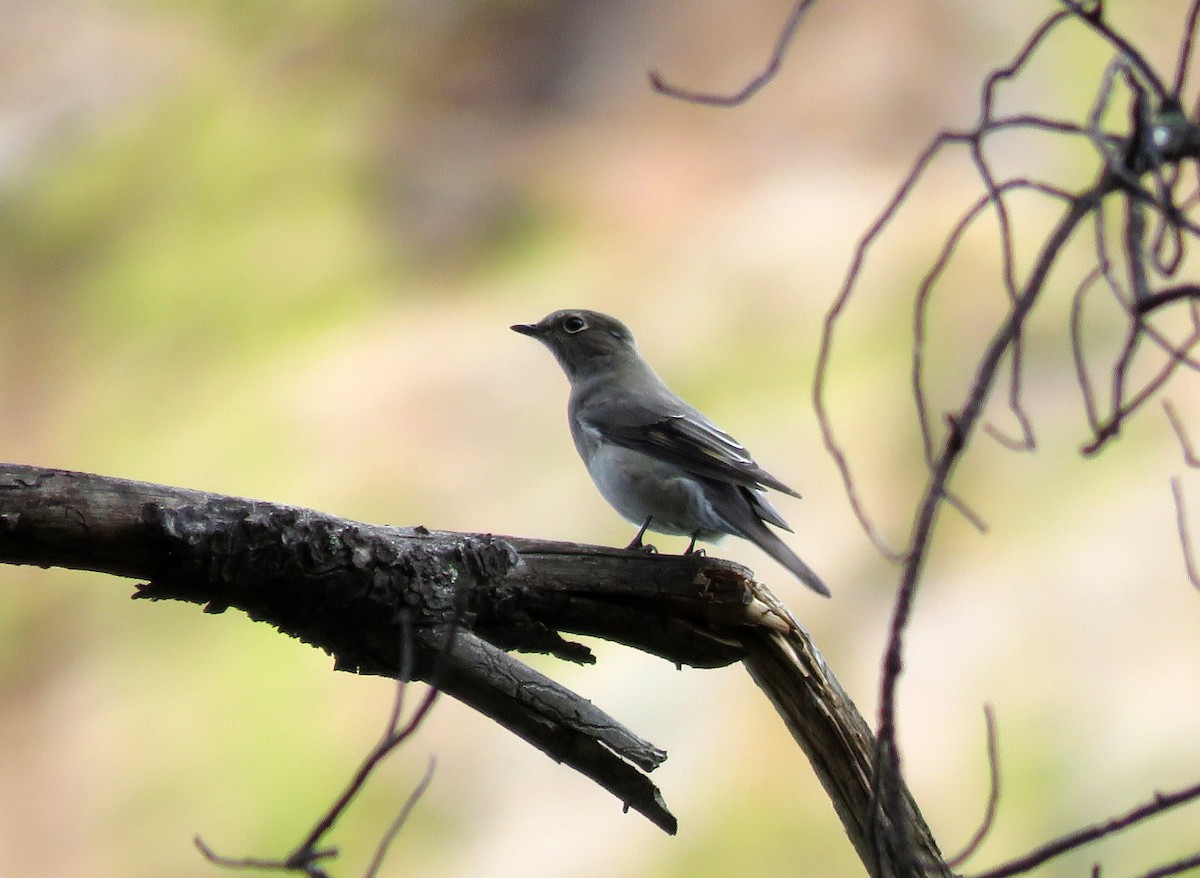 Townsend's Solitaire - ML510920561