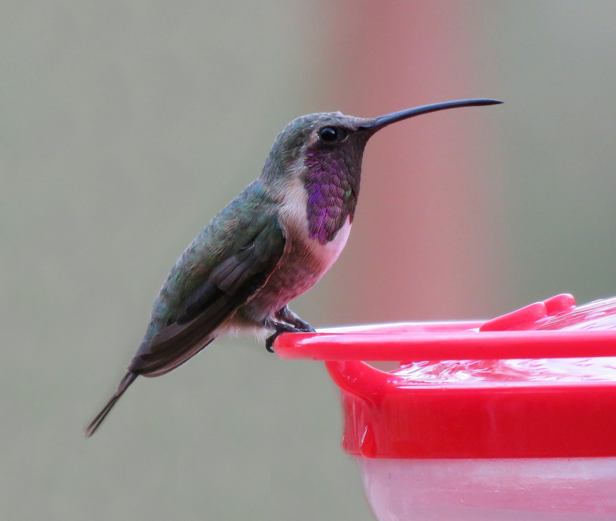 Lucifer Hummingbird - ML510921111