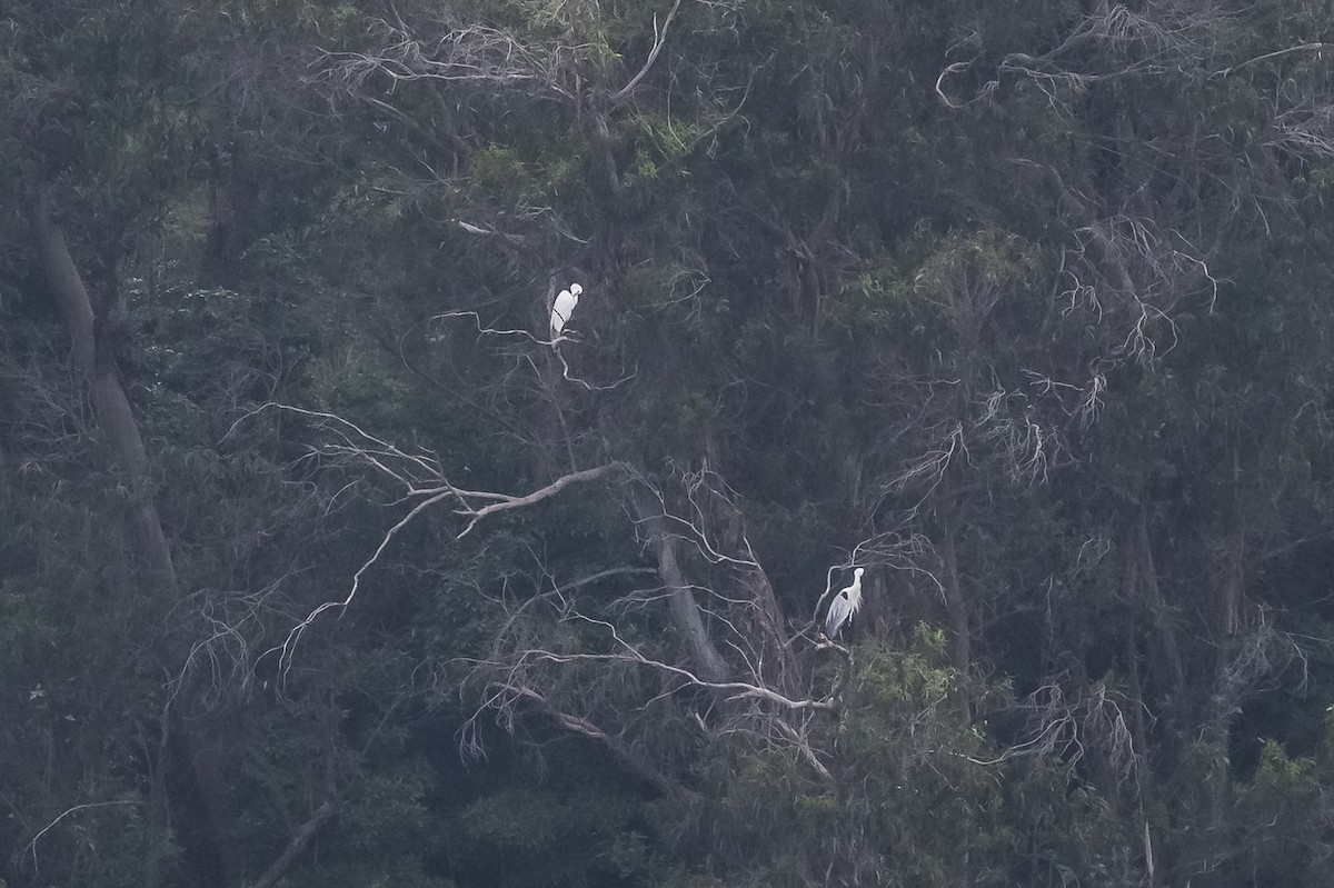 Great Egret - ML510922421