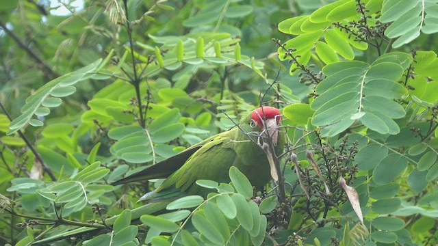 Guayaquil Papağanı - ML510922461