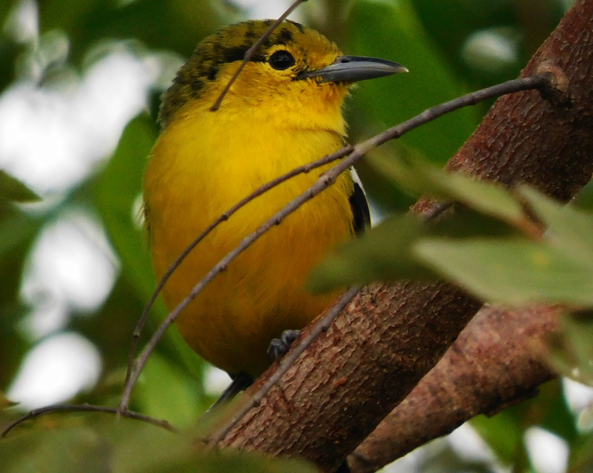 Common Iora - ML510922551