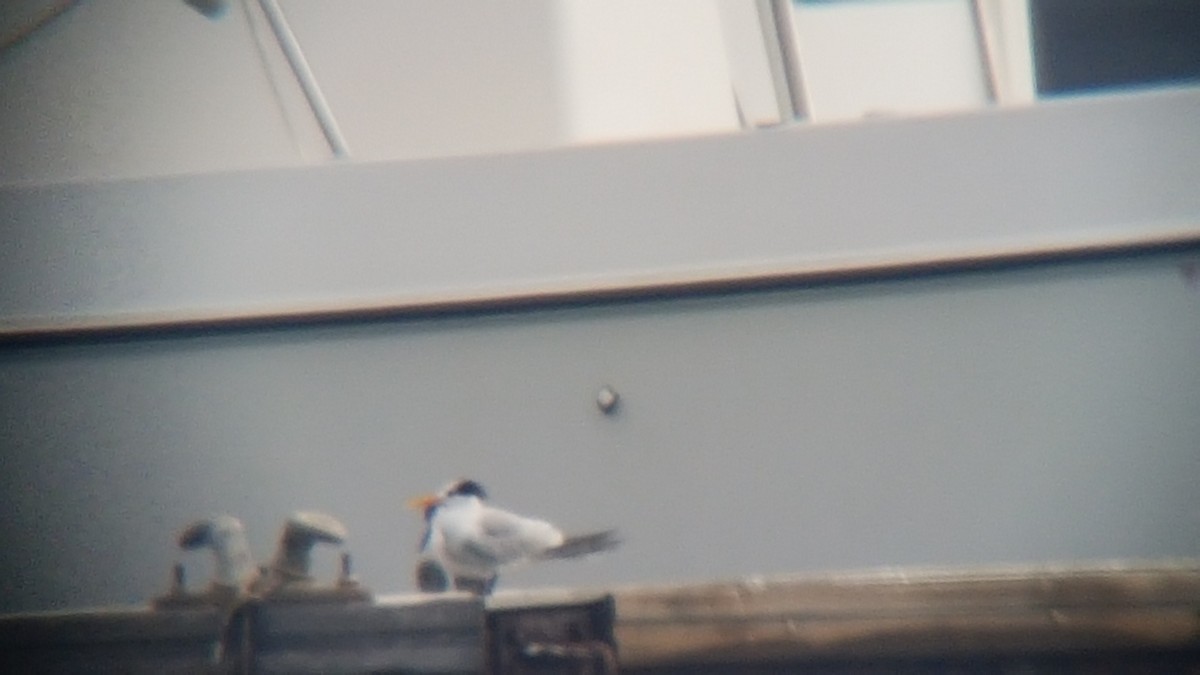 Lesser Crested Tern - ML510923961