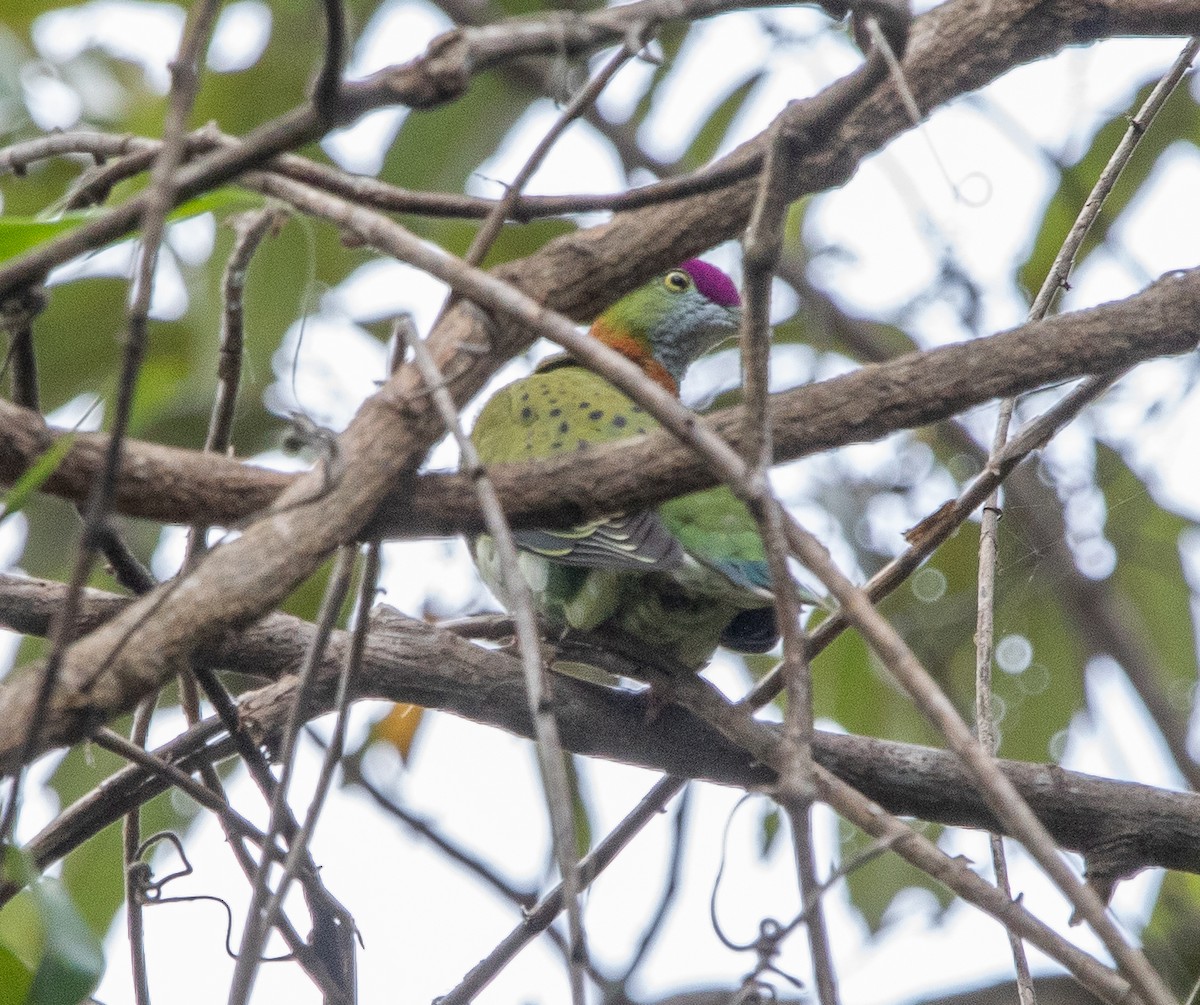 Superb Fruit-Dove - ML510924731