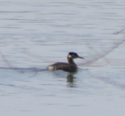 Red-necked Grebe - ML51092481