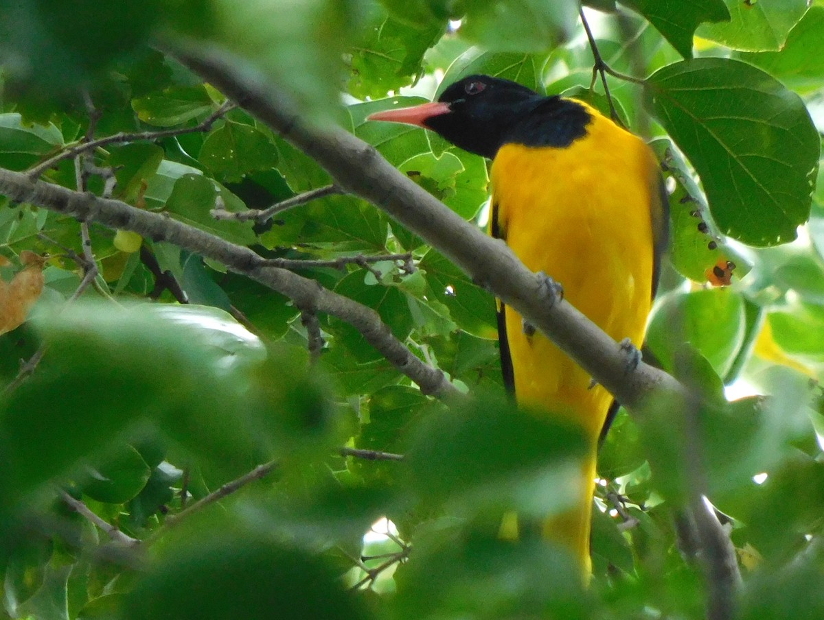 Black-hooded Oriole - ML510925151