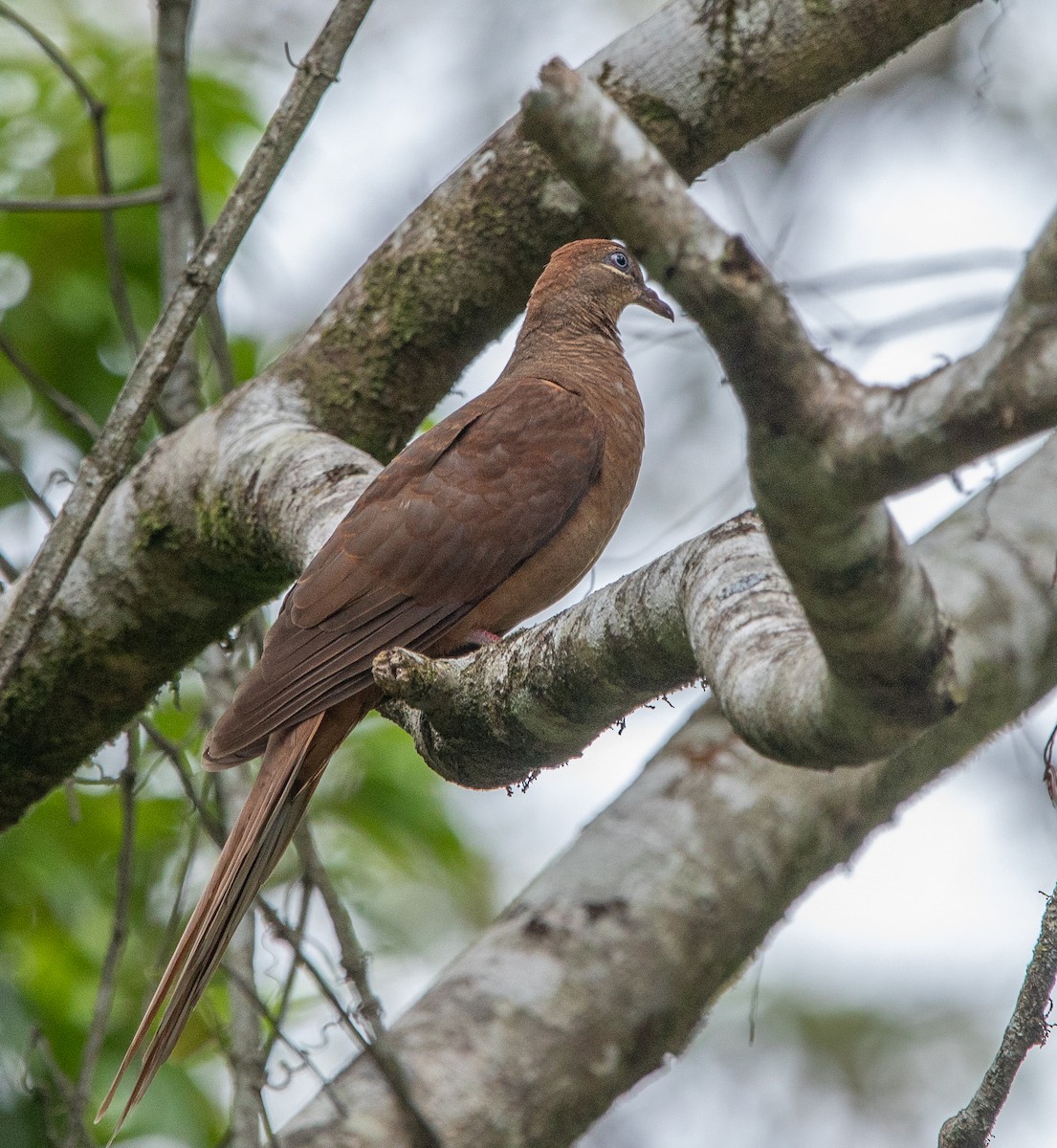 Brown Cuckoo-Dove - ML510925271