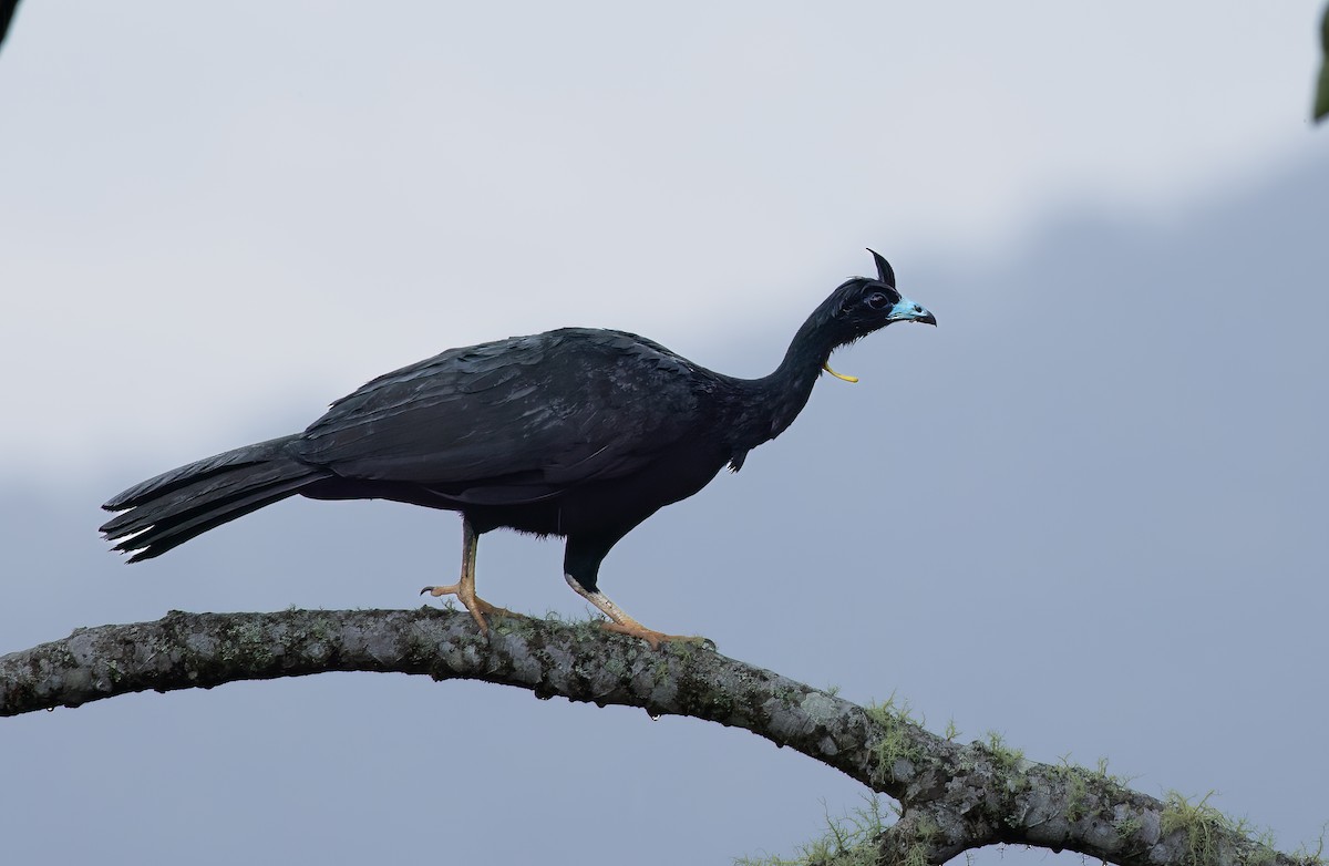 Wattled Guan - Phil Bartley