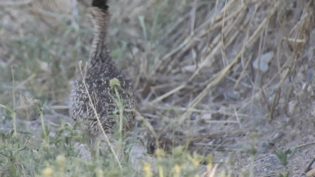 Brushland Tinamou - ML510927011