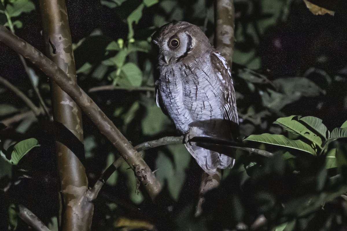 Tropical Screech-Owl - ML510927391