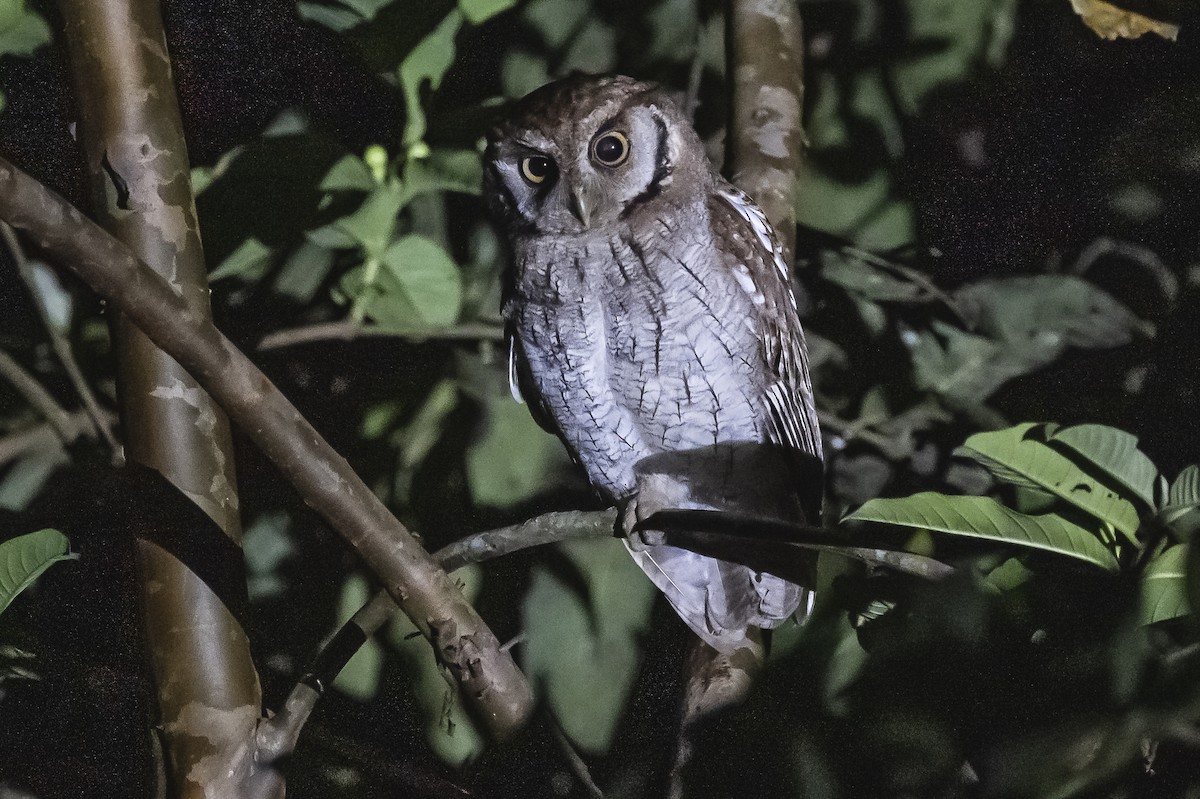 Tropical Screech-Owl - ML510927411