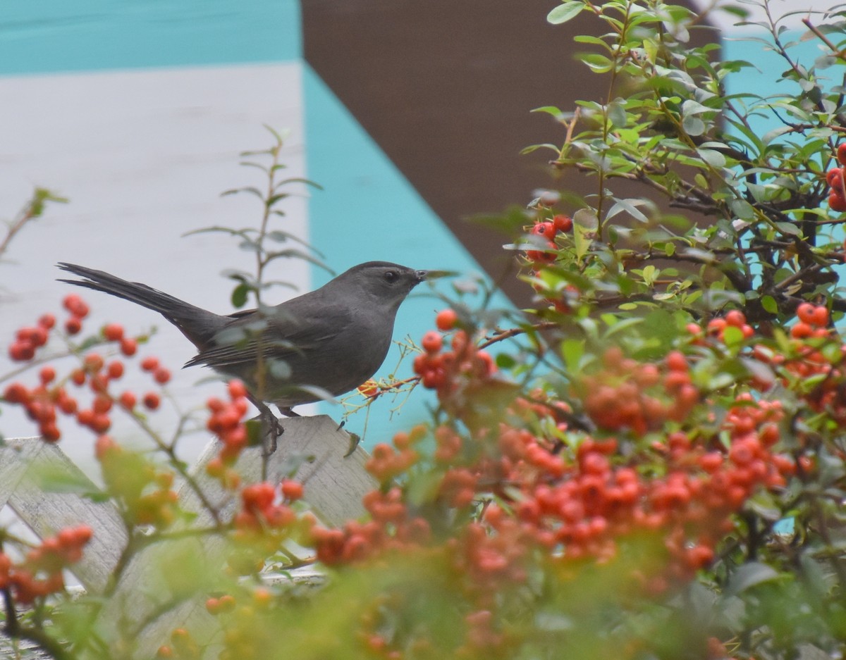 Gray Catbird - valerie boman