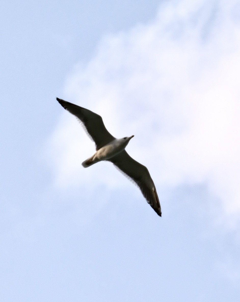 Caspian Gull - ML510928441
