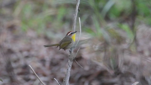 Rufous-capped Warbler - ML510928691