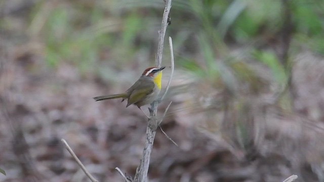 アカボウシアメリカムシクイ - ML510928691