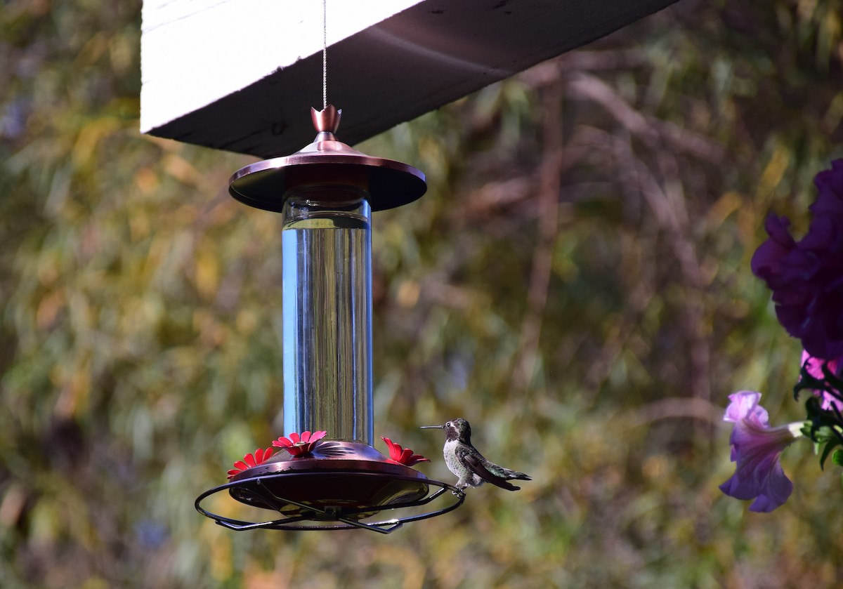 Anna's Hummingbird - ML51093001