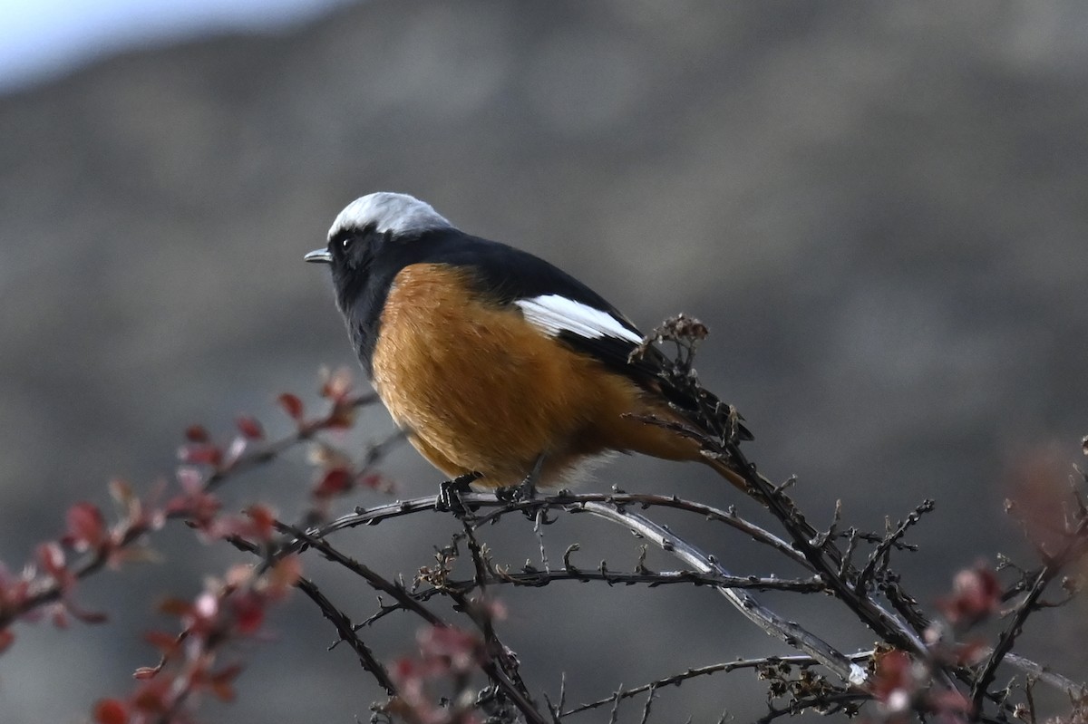 White-winged Redstart - ML510930071