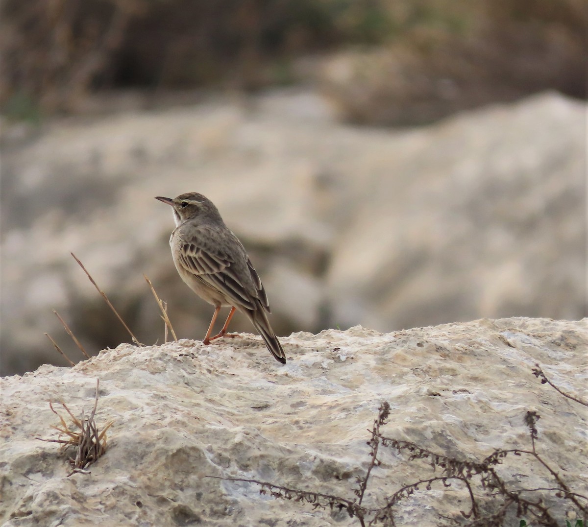 Pipit à long bec (captus) - ML510930561