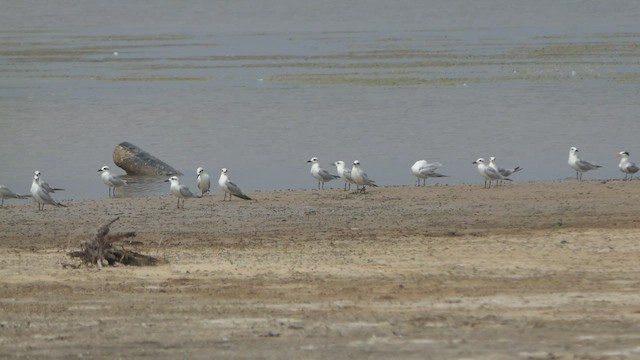 Gull-billed Tern - ML510931391