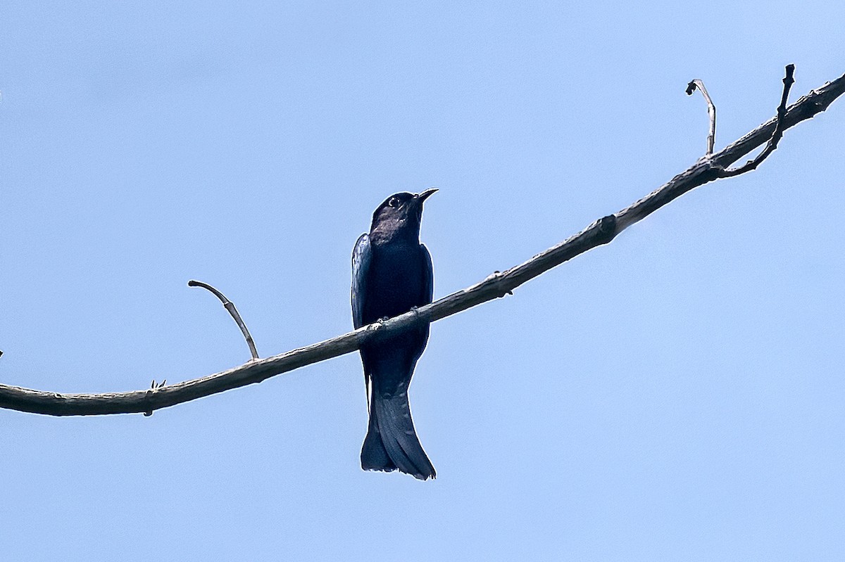 Asya Drongo Guguğu - ML510931611