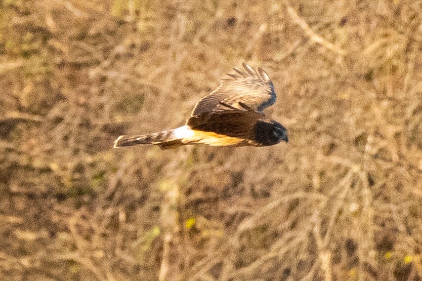 Northern Harrier - ML510931951