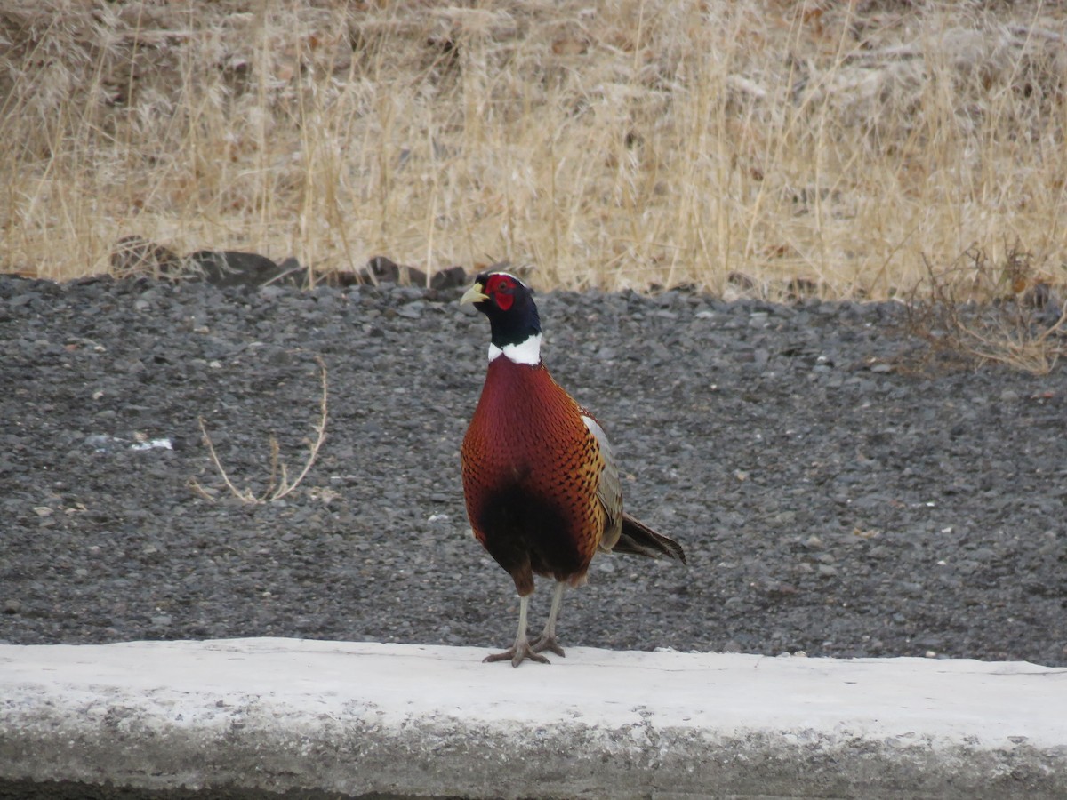 Ring-necked Pheasant - ML510932321